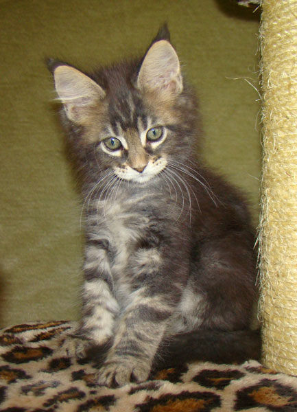     Catsvill County!   !    !       !!!    Catsvill County +7-926-544-74-09     .   ,   ,   ,    ,   ,  ,     ,   -,    ,   !